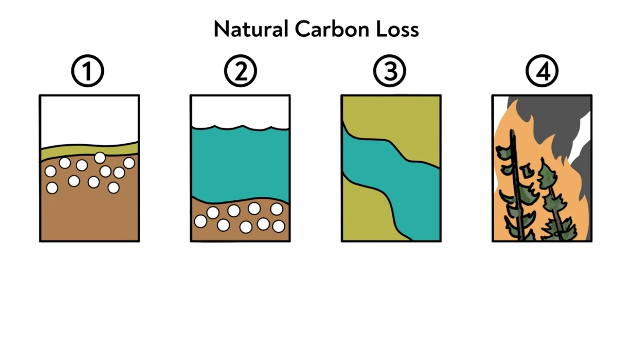 Diagram titled Natural Carbon Loss showing four stages of a wetland